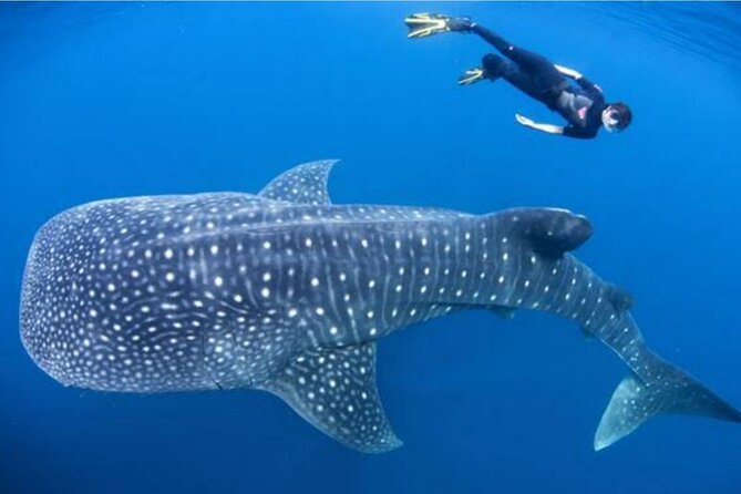 Snorkling with whale shark in teluk saleh min 2 person - Day 1: Bangsal Harbor to Sumbawa—ferries, food, and a real transition