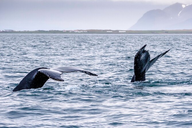 Speedboat Whale Watching Small-Group Tour in Reykjavik - Sun Voyager and Harpa from the water: city views you won’t get on foot