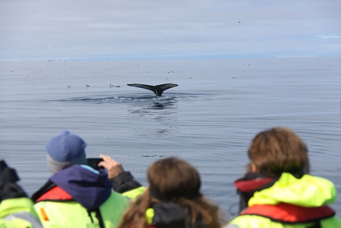 Speedboat Whale Watching Small-Group Tour in Reykjavik - Faxaflói Bay wildlife: what you might see, and what the guide will do for you