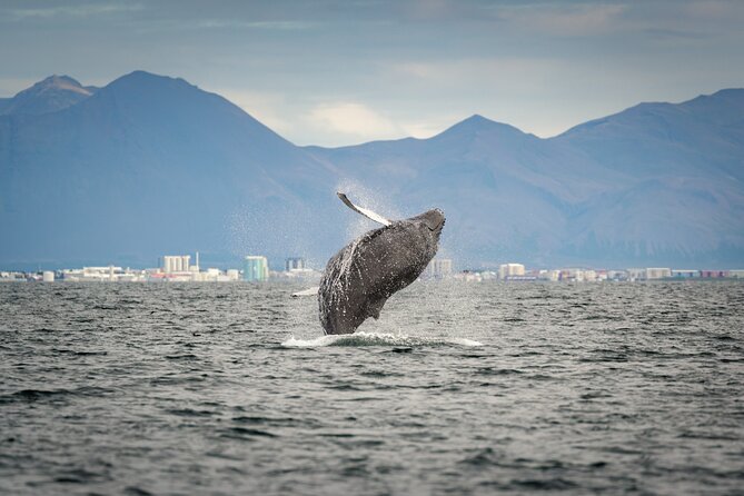 Speedboat Whale Watching Small-Group Tour in Reykjavik - The 2-hour flow: when to arrive, what the ride feels like, and how long to expect
