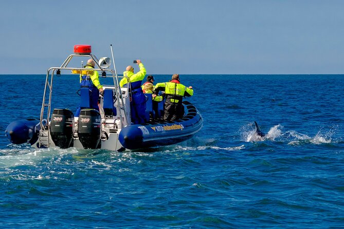Speedboat Whale Watching Small-Group Tour in Reykjavik - How the guides and captain teamwork boosts your odds