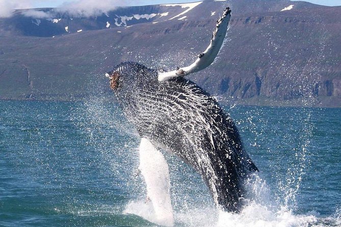Speedboat Whale Watching Small-Group Tour in Reykjavik - Price and value: why $164 can make sense for the closest views