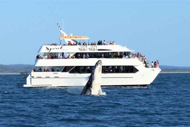 Spirit of Hervey Bay Whale Watching Cruise - Key points before you choose Spirit of Hervey Bay