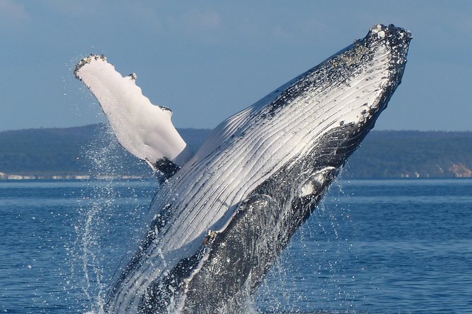Spirit of Hervey Bay Whale Watching Cruise - Hervey Bay humpback whales and why this cruise is set up to find them