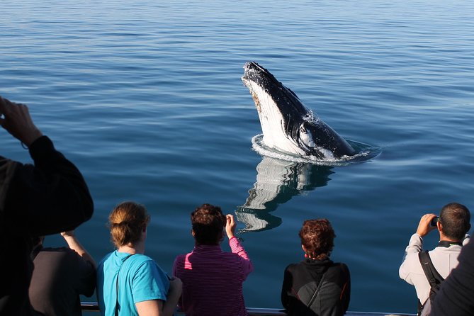 Spirit of Hervey Bay Whale Watching Cruise - Onboard commentary that helps you spot behavior fast