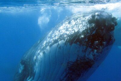Spirit of Hervey Bay Whale Watching Cruise - What you’ll actually see on the water off Platypus Bay and Fraser Island