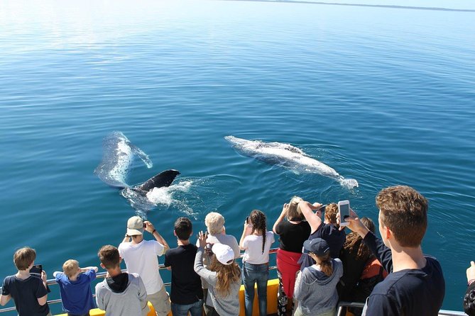 Spirit of Hervey Bay Whale Watching Cruise - Price and value: what about $111 gets you