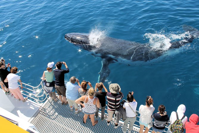 Spirit of Hervey Bay Whale Watching Cruise - Should you book Spirit of Hervey Bay Whale Watching?