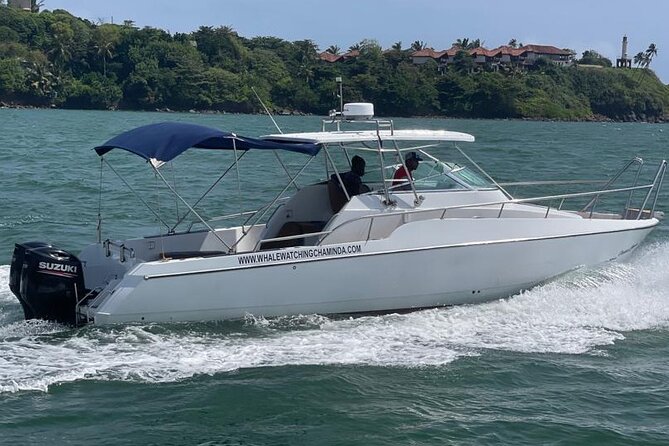 Sports Boat- Private Whale Watching Trip( free breakfast & paid pick-up) - On-board comfort and free breakfast: the practical wins