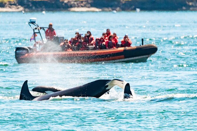 Summer Whale Watching Tour in a Zodiac Boat in Victoria - A Zodiac RIB in Victoria: why the ride feels different