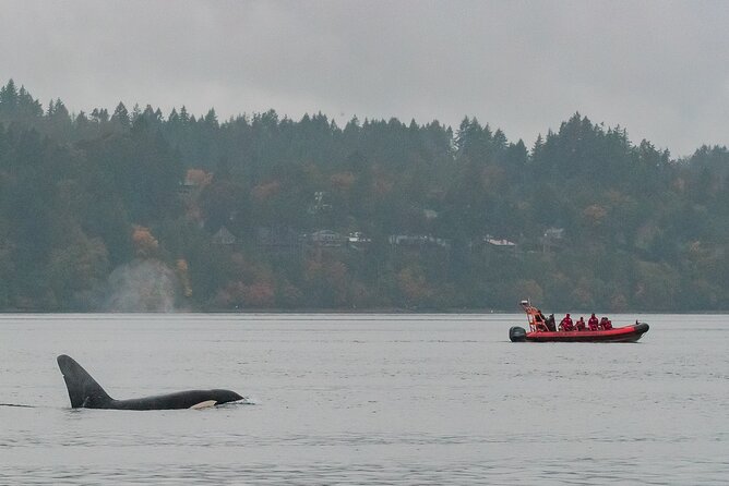Summer Whale Watching Tour in a Zodiac Boat in Victoria - Getting to the water fast: 950 Wharf St and timing