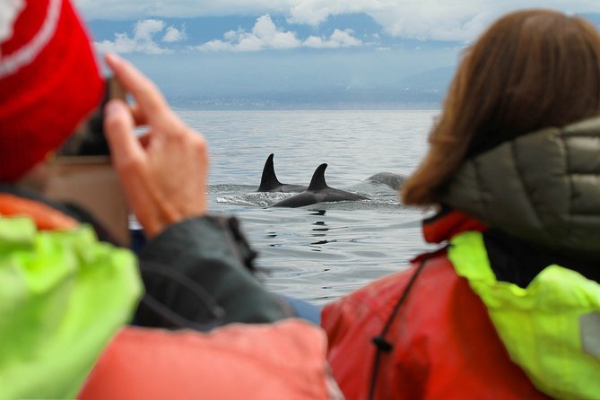Summer Whale Watching Tour in a Zodiac Boat in Victoria - Safety and comfort: what you should know before you go
