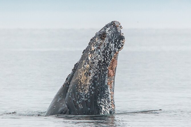 Summer Whale Watching Tour in a Zodiac Boat in Victoria - Stop 1: Fort Rodd Hill and Fisgard Lighthouse (10 minutes, free admission)