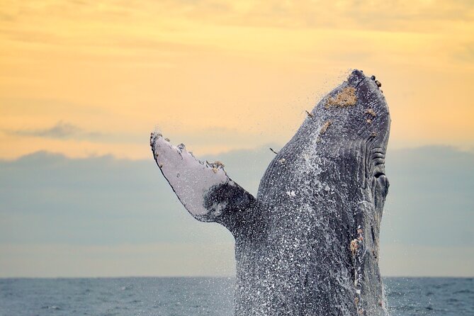 Sunrise Whale Watching boat tour with marine biologist - Key highlights before you go