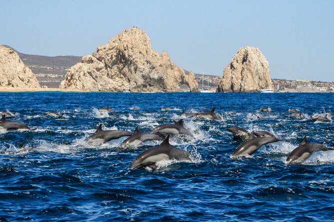 Sunrise Whale Watching boat tour with marine biologist - Small-group boat, up to 14 people: the practical advantage