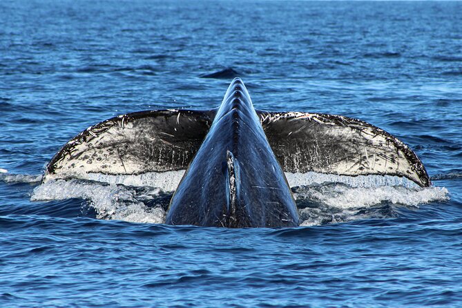 Sunrise Whale Watching boat tour with marine biologist - Close-to-shore wildlife cruising: reef fish and seasonal birds