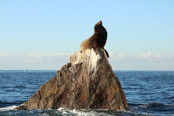 Sunrise Whale Watching boat tour with marine biologist - Iconic beach scenery: the “catch your breath” stretch