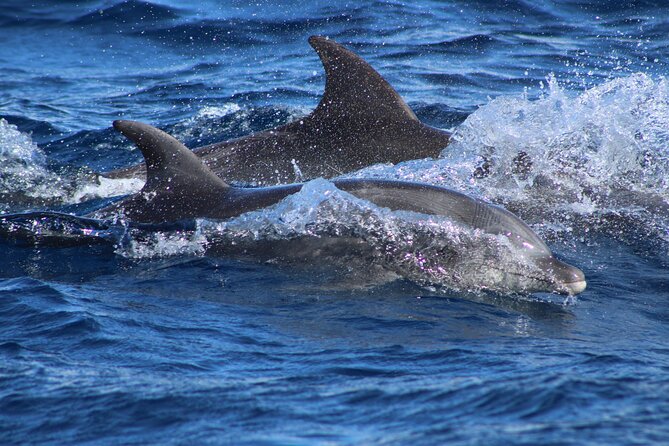 Sunrise Whale Watching boat tour with marine biologist - Cabo Arch and sea lions: the 15-minute photo payoff