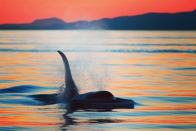 Sunset Whale and Wildlife Adventure in Cowichan Bay - Key things that make this cruise worth your time