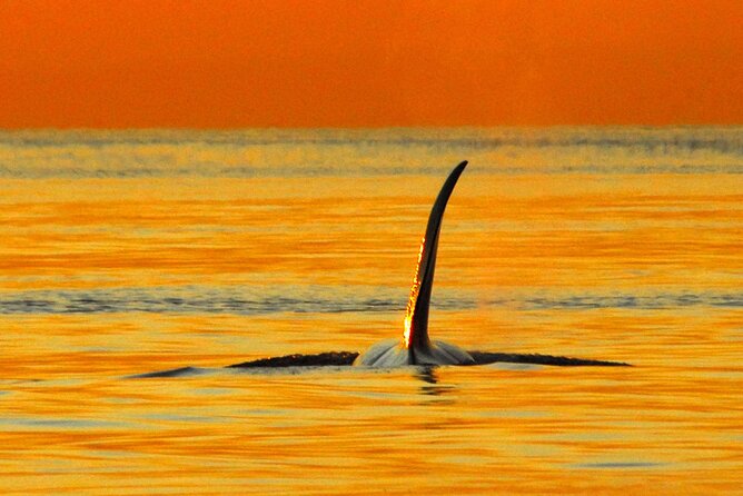 Sunset Whale and Wildlife Adventure in Cowichan Bay - Why Cowichan Bay sunset whale cruises feel different