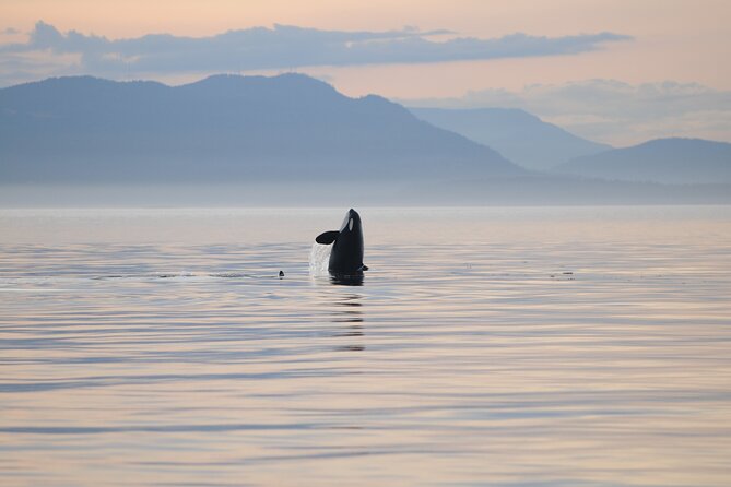 Sunset Whale and Wildlife Adventure in Cowichan Bay - Meeting at 1721 Cowichan Bay Rd: the start matters