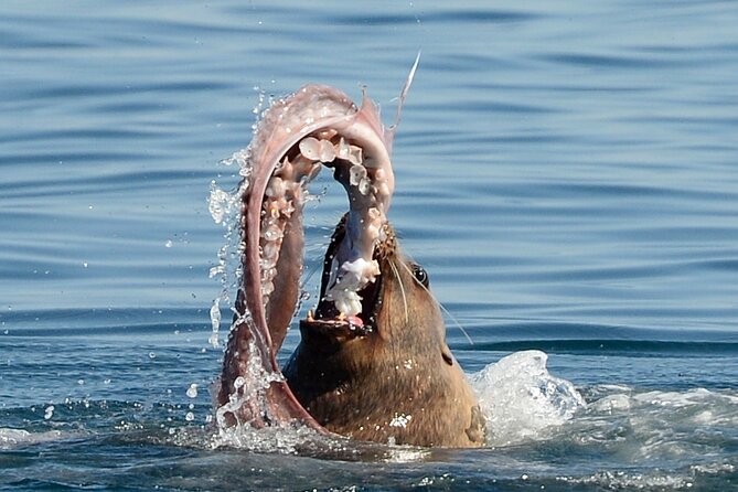 Sunset Whale and Wildlife Adventure in Cowichan Bay - Floatation suits and fast water: comfort without fuss