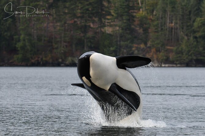 Sunset Whale and Wildlife Adventure in Cowichan Bay - Wildlife viewing: what you may see (and how it feels)