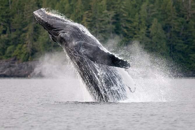 Sunset Whale and Wildlife Adventure in Cowichan Bay - Group size, safety, and patience: what to expect on the water