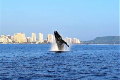 Sunset Whale Watch in Waikiki, Whales Guaranteed or Free Return - Living Ocean Tours at Ala Moana: getting on board without stress
