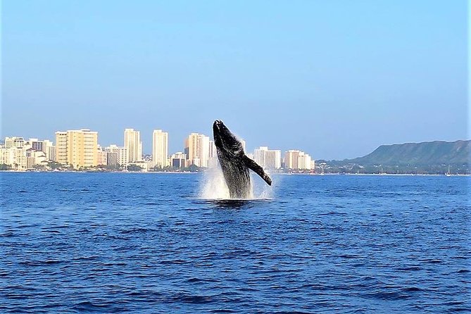 Sunset Whale Watch in Waikiki, Whales Guaranteed or Free Return - Living Ocean Tours at Ala Moana: getting on board without stress