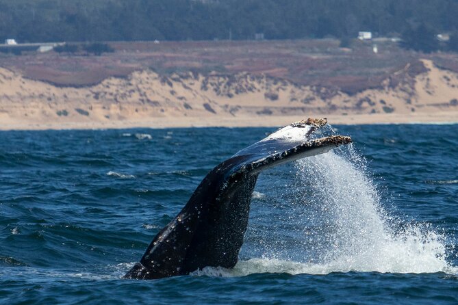 Sunset Whale Watch Tour in Monterey - Why this sunset whale watch is a smart Monterey value