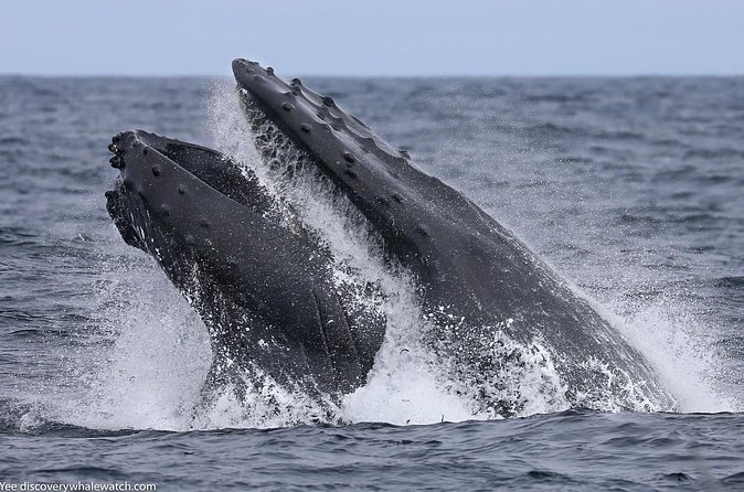 Sunset Whale Watch Tour in Monterey - How the crew hunts whales: safety first, then sightings
