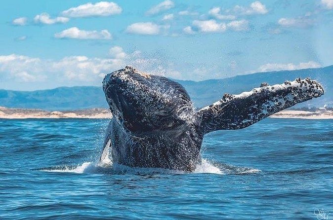 Sunset Whale Watch Tour in Monterey - What you can actually see: whales as the main show, plus bonus marine life