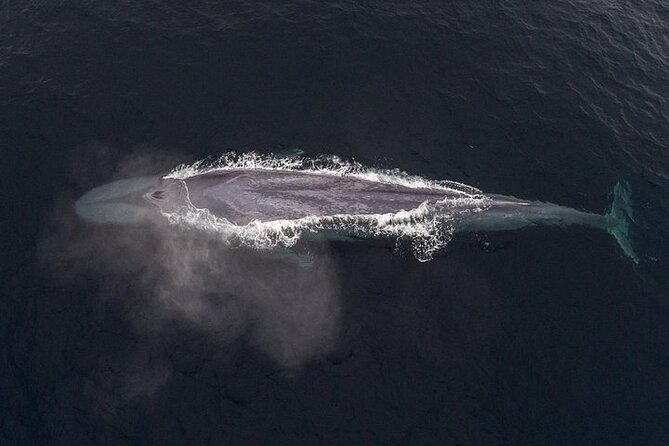 Sunset Whale Watch Tour in Monterey - Motion sickness and “how I’d handle it” planning