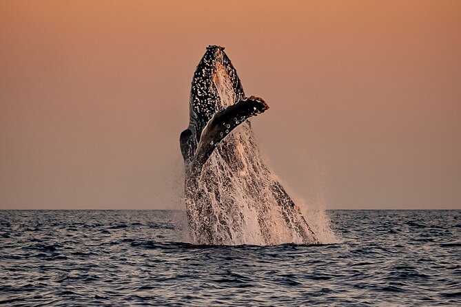 Sunset Whale Watching in Cabo San Lucas - Key highlights at a glance