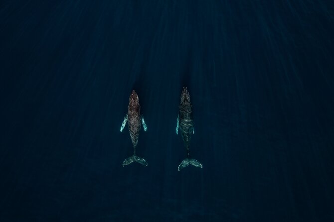 Sunset Whale Watching in Cabo San Lucas - Why Cabo’s Sunset Whale Season Feels Special