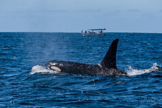 Sunset Whale Watching in Cabo San Lucas - On the Water Near El Arco: What the Evening Looks Like