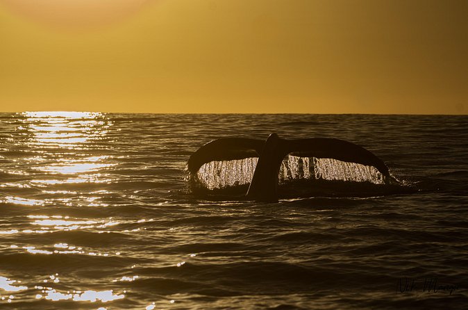 Sunset Whale Watching in Cabo San Lucas - Guides With Cameras and Drones: Great Sightings Without the Chaos