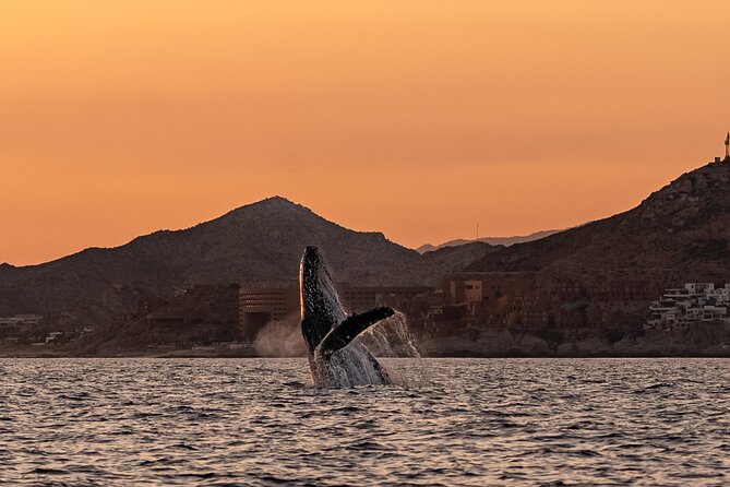Sunset Whale Watching in Cabo San Lucas - Included Perks That Make a Short Tour Feel Complete