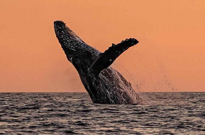 Sunset Whale Watching in Cabo San Lucas - Price and Value: What You’re Really Paying For