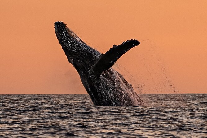 Sunset Whale Watching in Cabo San Lucas - Possible Drawbacks: Weather, Minimum Numbers, and Getting There