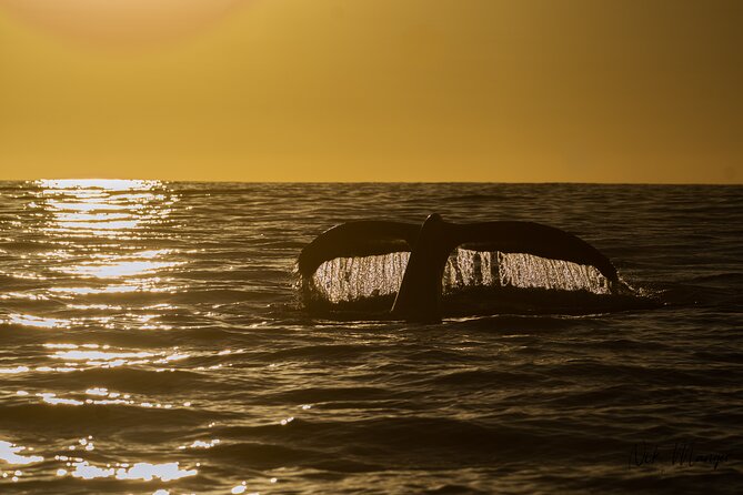 Sunset Whale Watching in Cabo San Lucas - Dock C at Marina del Rey: The 4:30 PM Logistics That Matter