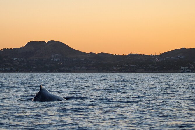Sunset Whale Watching in San Jose del Cabo - Sunset Whale Watching in San José del Cabo: the payoff is the timing