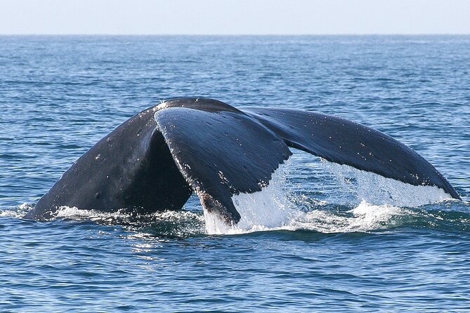 Sunset Whale Watching in San Jose del Cabo - Sea of Cortez at dusk: what the 2-hour watch is really like