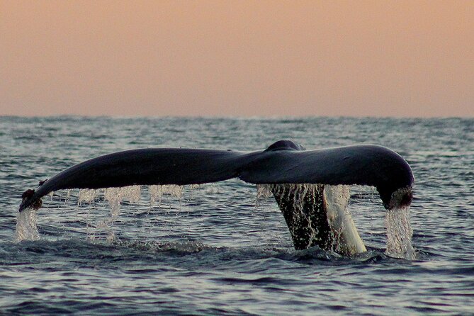 Sunset Whale Watching in San Jose del Cabo - Who will enjoy this most (and who should choose a different trip)