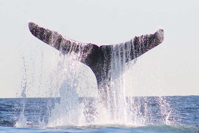 Sunset Whale Watching in San Jose del Cabo - The crew matters: Paola, captain Chato, and what that signals