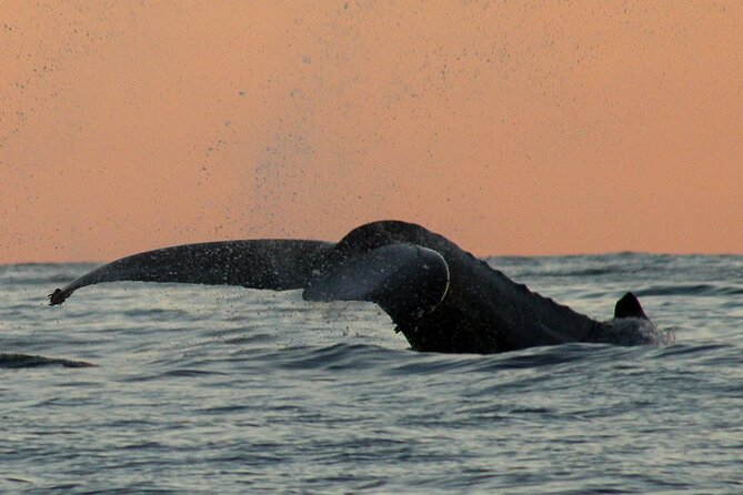 Sunset Whale Watching in San Jose del Cabo - Weather in Cabo: a small detail that can change everything