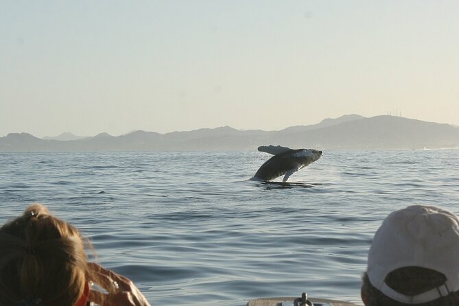 Sunset Whale Watching in San Jose del Cabo - A clean 2.5-hour plan for your evening