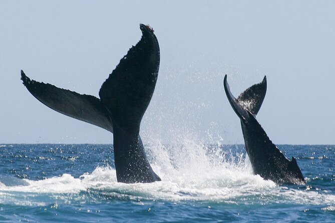 Sunset Whale Watching in San Jose del Cabo - The real value behind a $100 sunset cruise