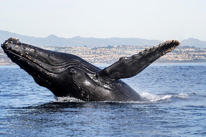 Supreme 2hr Whale/Dolphin Watching Newport Beach, 6 person max - Key Things to Know Before You Go